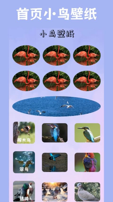 小鸟壁纸APP安卓版