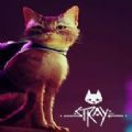 迷失stray联机最新手机版