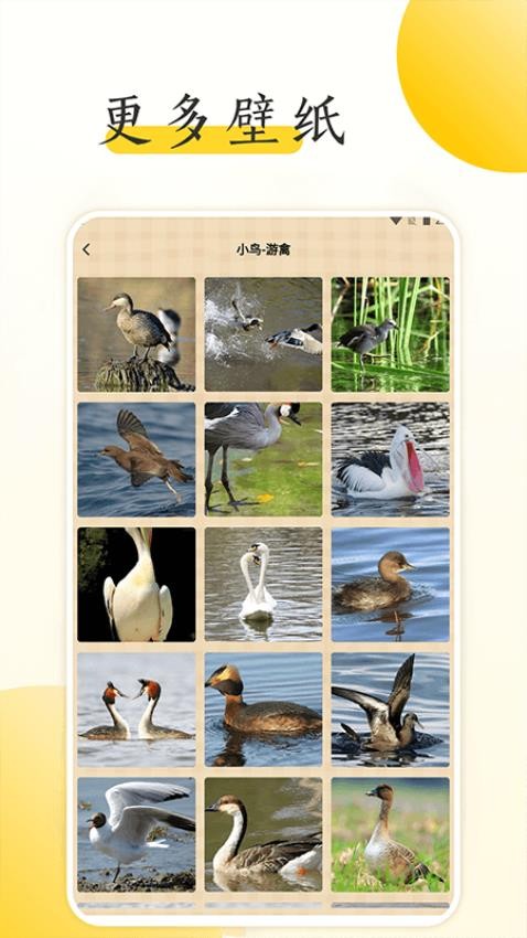 小鸟壁纸大全最新版