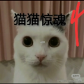 猫咪惊魂4最新版