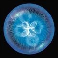 全民星球模拟器正式版