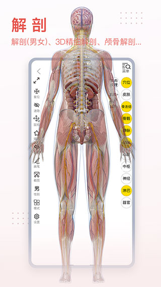 3dbody解剖圖3