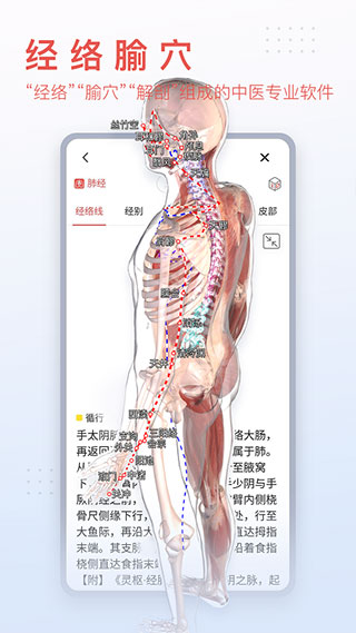 3dbody解剖圖4