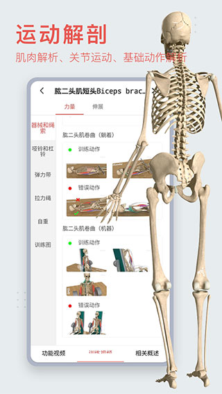 3dbody解剖圖5